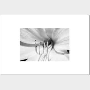 Black and White Macro Lily Posters and Art